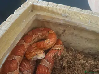 Corn Snake reptiles Corn snake - Advert 1