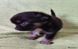 Chihuahua dogs for sale: Amazing Quality Long Coat Chihuahua puppies - Image 12