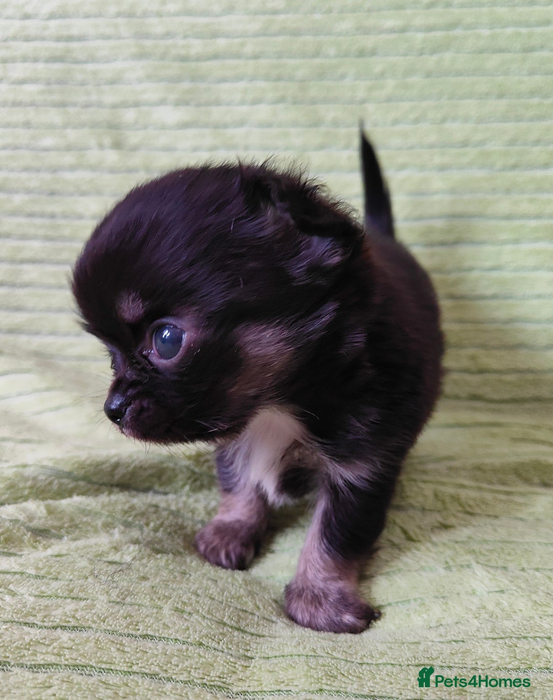 Chihuahua dogs for sale: Amazing Quality Long Coat Chihuahua puppies - Image 12