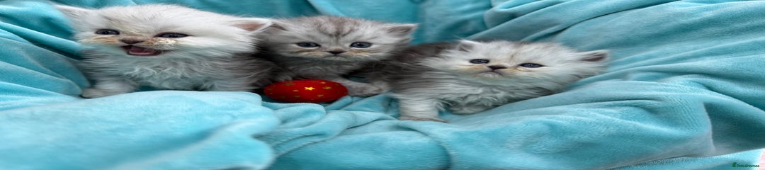 Persian Kitten 3