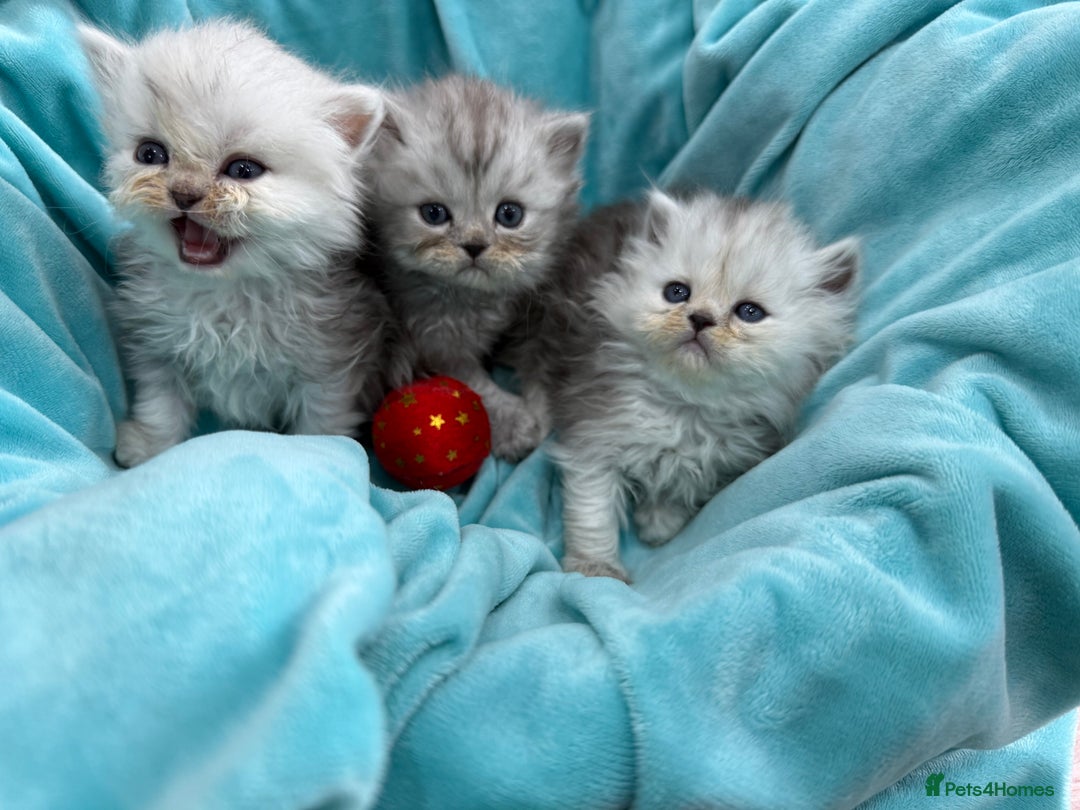Persian cats for sale: Stunning Long haired chinchilla Persian kittens  - Image 7
