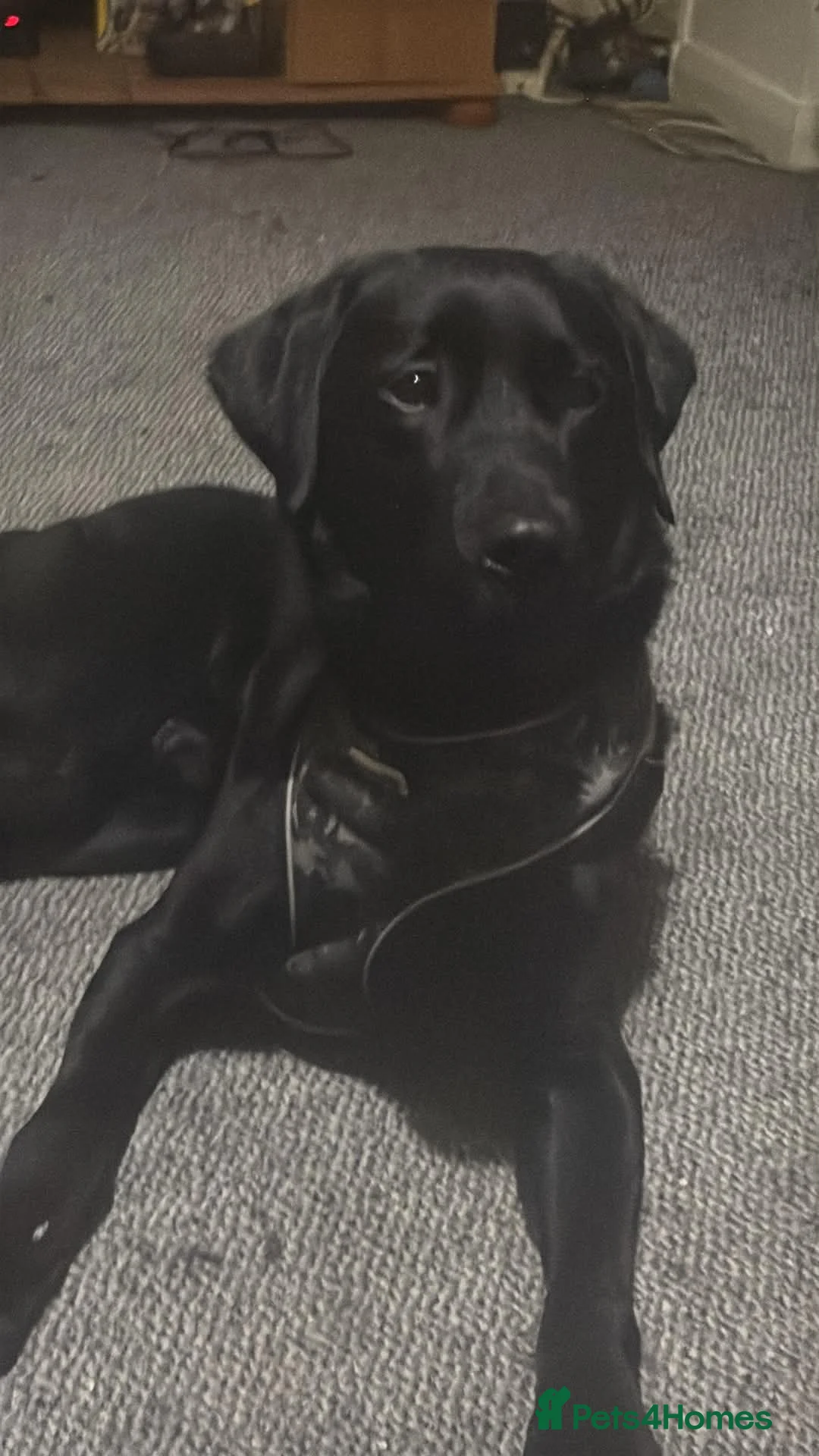 Mixed Breed dogs for sale: Merlin - Advert 1