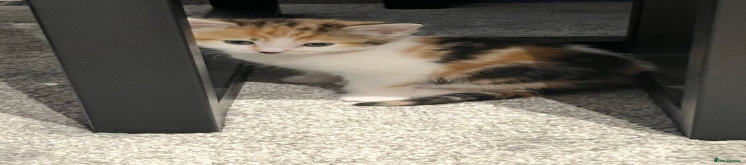 Mixed Breed Kitten 2