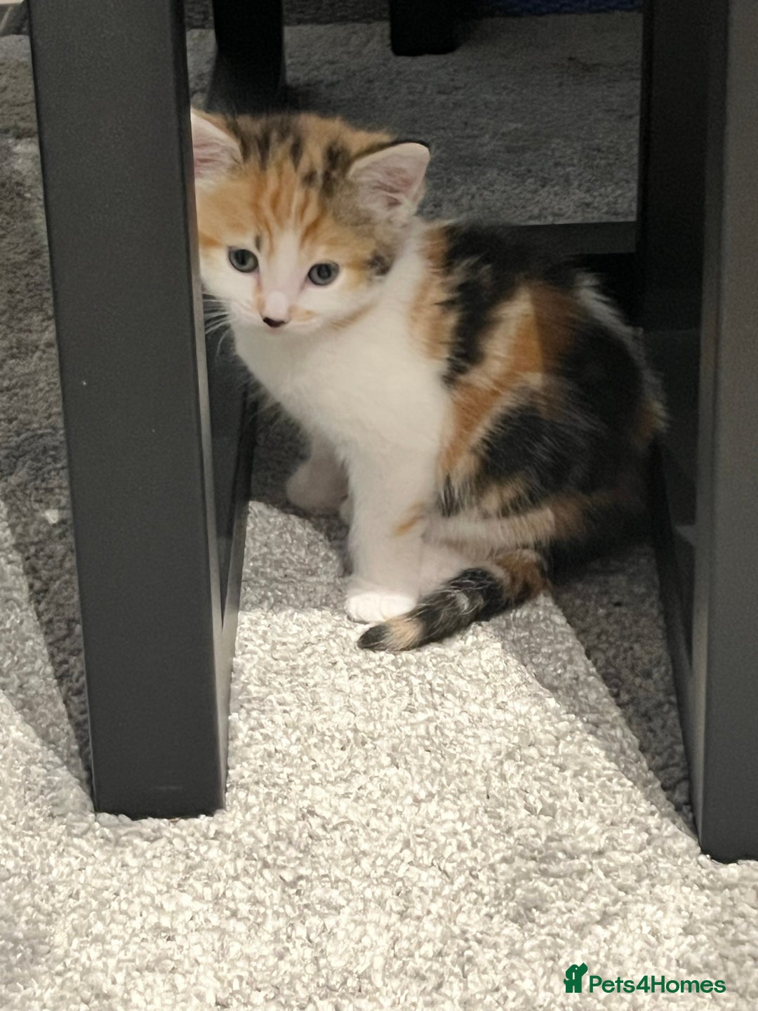 Mixed Breed cats for sale: Mixed kittens ginger calico tabby - Image 2