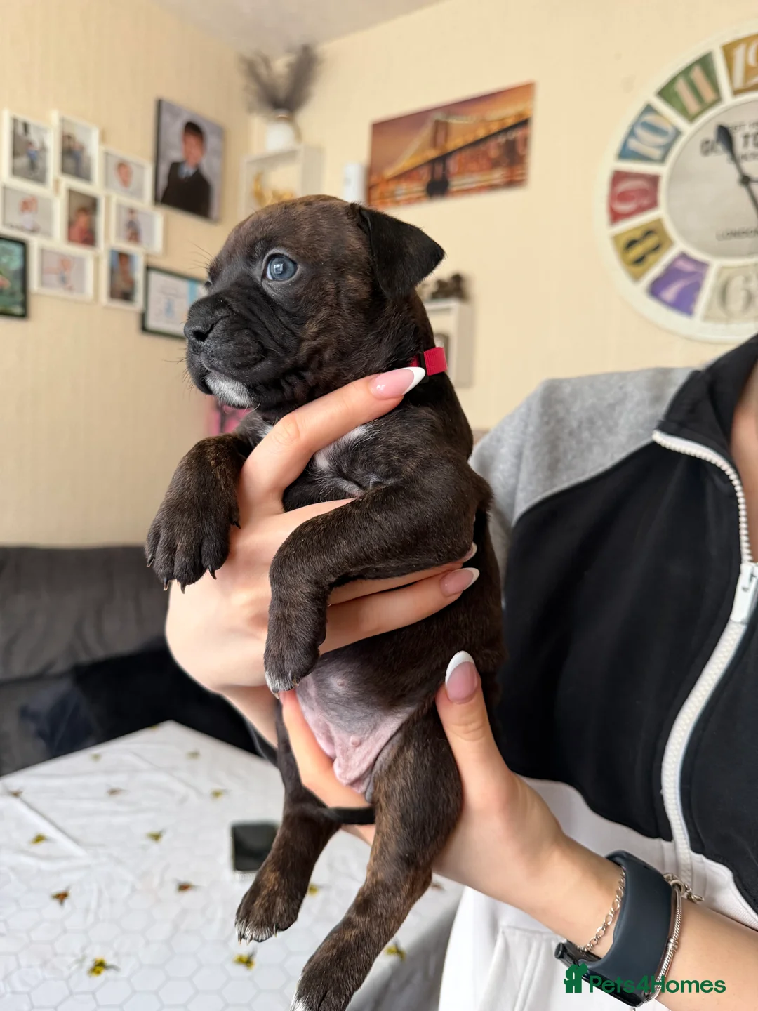Mixed Breed dogs for sale: Brindle Female Staffy Puppy - Advert 4