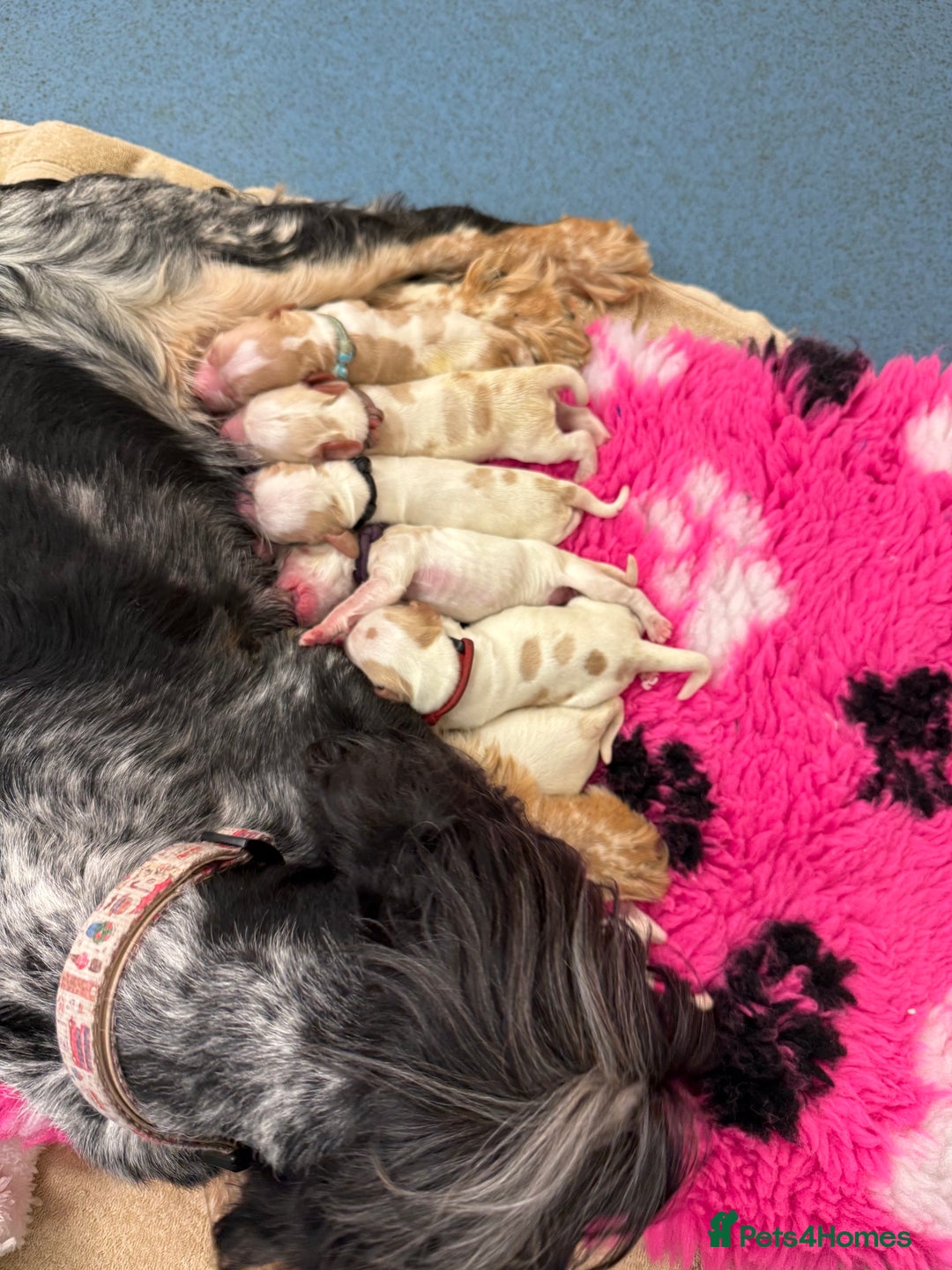 Cocker Spaniel dogs for sale: Fabulous Cocker Spaniel Pupies - Image 14