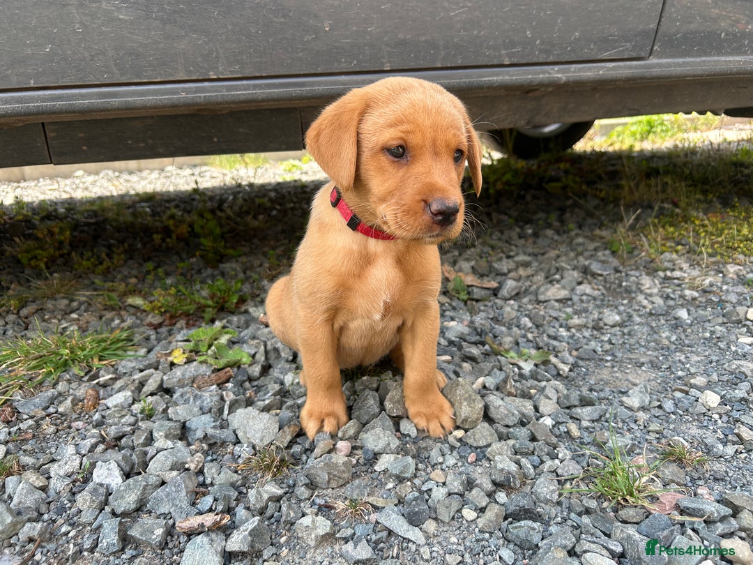 Labrador Retriever dogs for stud: Dark Fox Red KC fox red Labrador for Stud in Hereford - Image 24