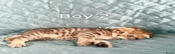Scottish Fold cats for sale: Adorable 6 Scottish fold kittens  - Advert 4
