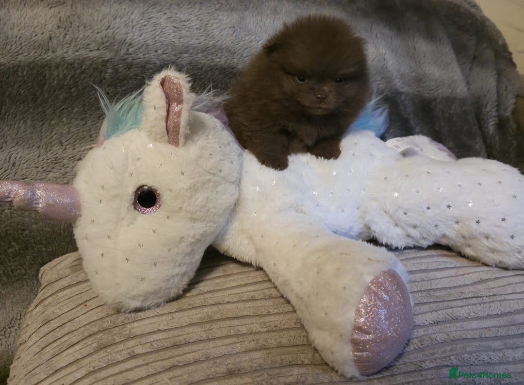 Pomeranian dogs for sale: Rare miniature Teddy face pomeranian puppies  - Image 22