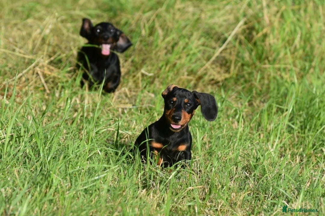 Miniature Dachshund dogs for sale: Mini smooth dachshund one boy available  in Newton Abbot - Image 13