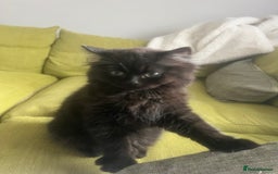 Persian cats for sale: Persian chinchilla kittens - Image 15