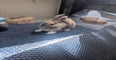 Mixed Breed rabbits - Advert 2