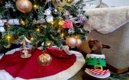 American Bully dogs for sale: Lovely pocket bully pup - Advert 5