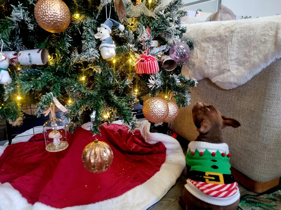 American Bully dogs for sale: Lovely pocket bully pup - Advert 5