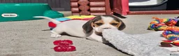 Beagle dogs for sale: Stunning Litter of KC Registered Beagle Pups  in Thirsk - Advert 26
