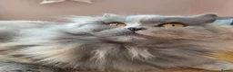 British Longhair cats for sale: 💖 Champion Line, British SH/LH Cuties 💖 - Advert 10