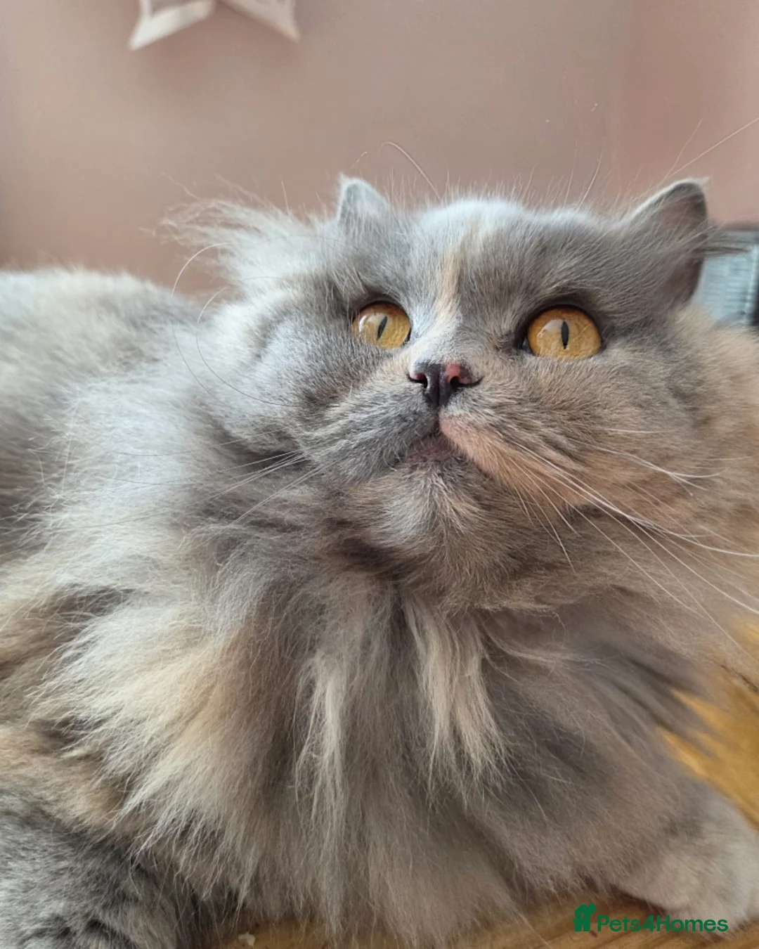 British Longhair cats for sale: 💖 Champion Line, British SH/LH Cuties 💖 - Advert 10