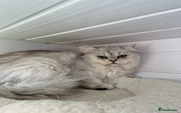 British Shorthair cats for sale: Champions Bloodlines  British and Scottish cats  in Feltham - Image 10