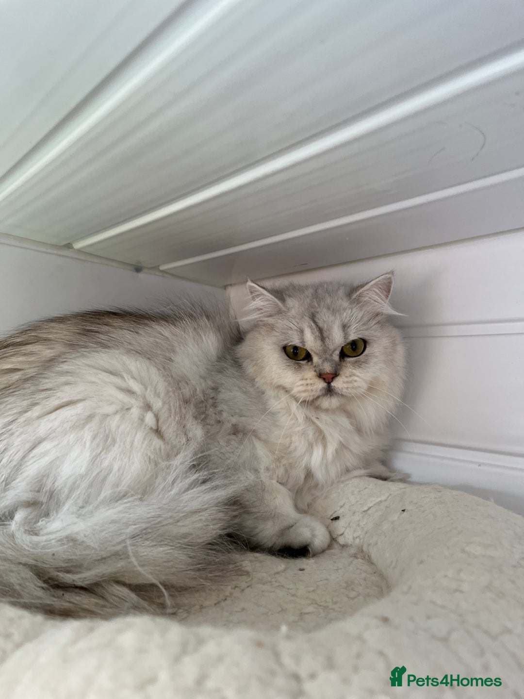 British Shorthair cats for sale: Champions Bloodlines  British and Scottish cats  in Feltham - Image 10