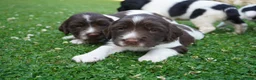 English Springer Spaniel dogs for sale: Beautiful Springer Spaniel Puppies For Sale  - Advert 15