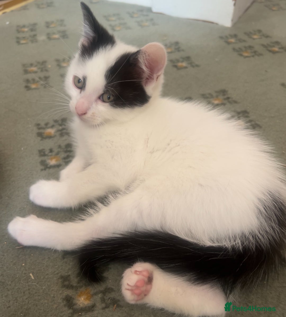 Mixed Breed cats for sale: 🐾 2 Super Friendly Male Kittens–Ready to Leave 🐾 - Image 5