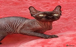 Sphynx cats for sale: Amazing kittens !!! in Maidstone - Image 11
