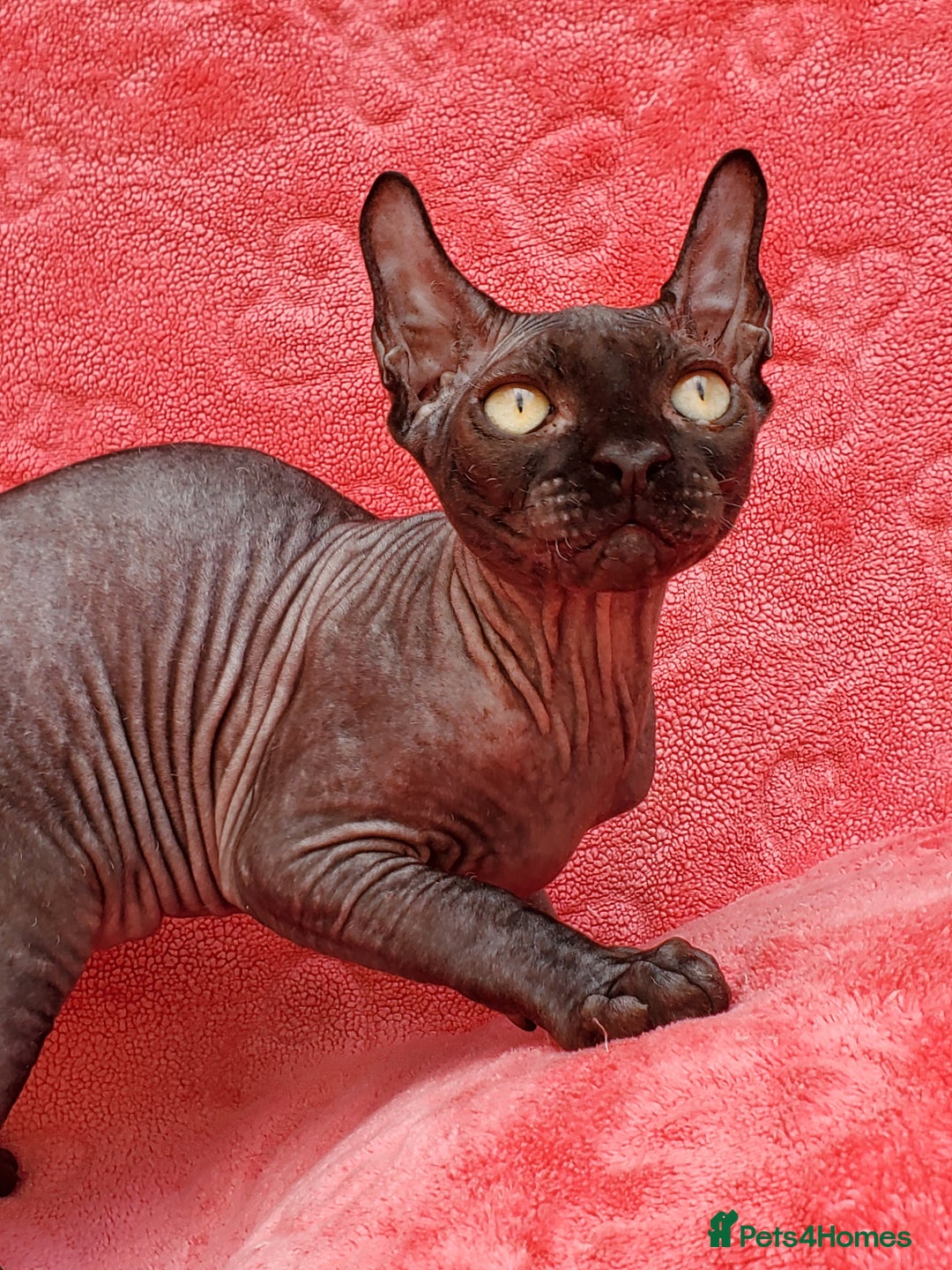 Sphynx cats for sale: Amazing kittens !!! in Maidstone - Image 11