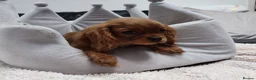 Cavalier King Charles Spaniel dogs for sale: Adorable Cavalier Puppies Ready to Leave - Advert 5