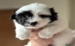 Coton De Tulear dogs for sale: Coton de Tulear puppies  - Image 15
