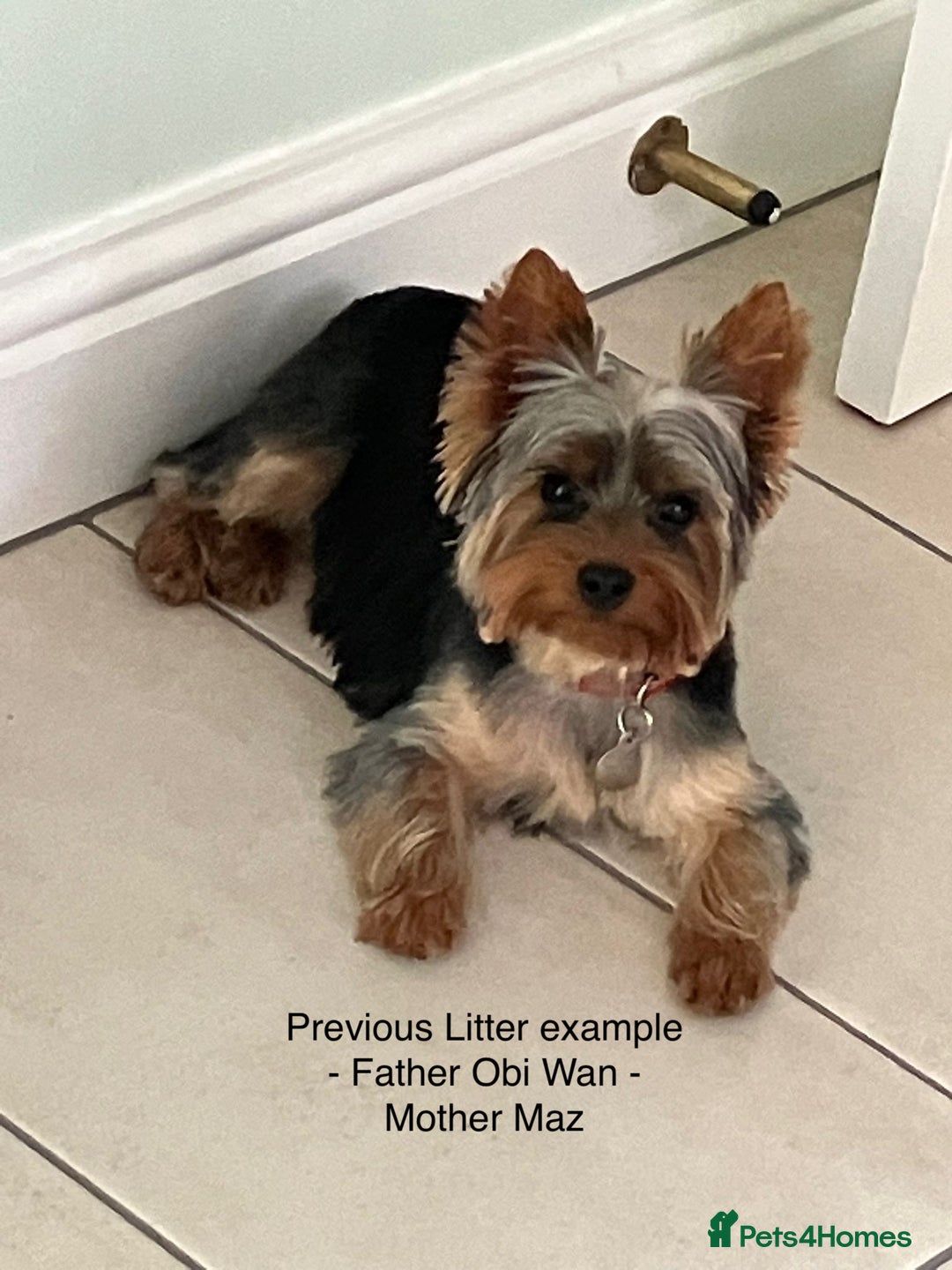 Yorkshire Terrier dogs for sale: KC registered Yorkshire Terrier puppy in Worthing - Image 7