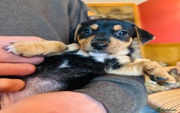 Jack Russell dogs for sale: Gorgeous Jack Russell terrier pups - Image 8