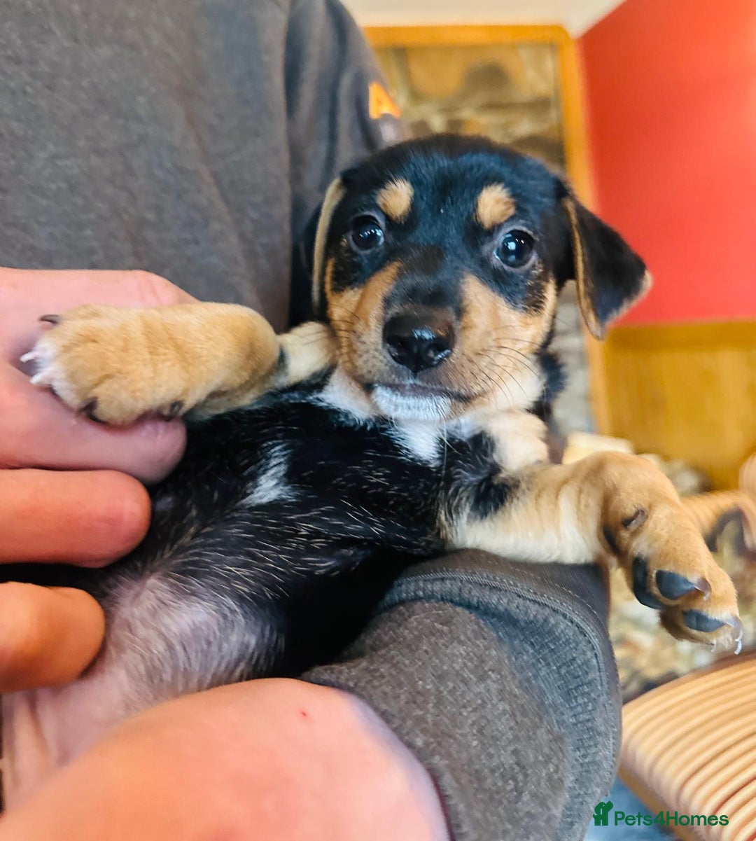 Jack Russell dogs for sale: Gorgeous Jack Russell terrier pups - Image 8