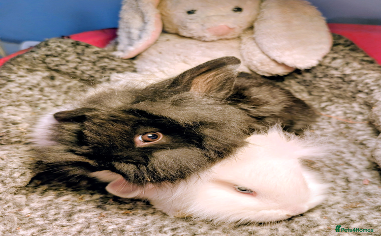 Mini Lion Lop rabbits Mini Lion Lop bunnies - Advert 1