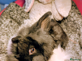 Mini Lion Lop rabbits Mini Lion Lop bunnies - Advert 1