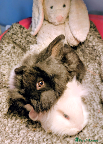 Mini Lion Lop rabbits Mini Lion Lop bunnies - Advert 6