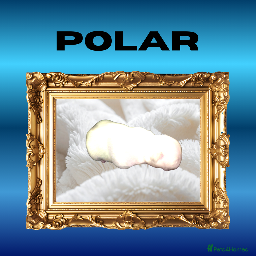 French Bulldog dogs for sale: Born Of Zeus Of Thunder - Advert 3