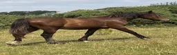 Welsh Section D horses for sale: 2yr Old Welsh Cob Gelding  - Advert 3