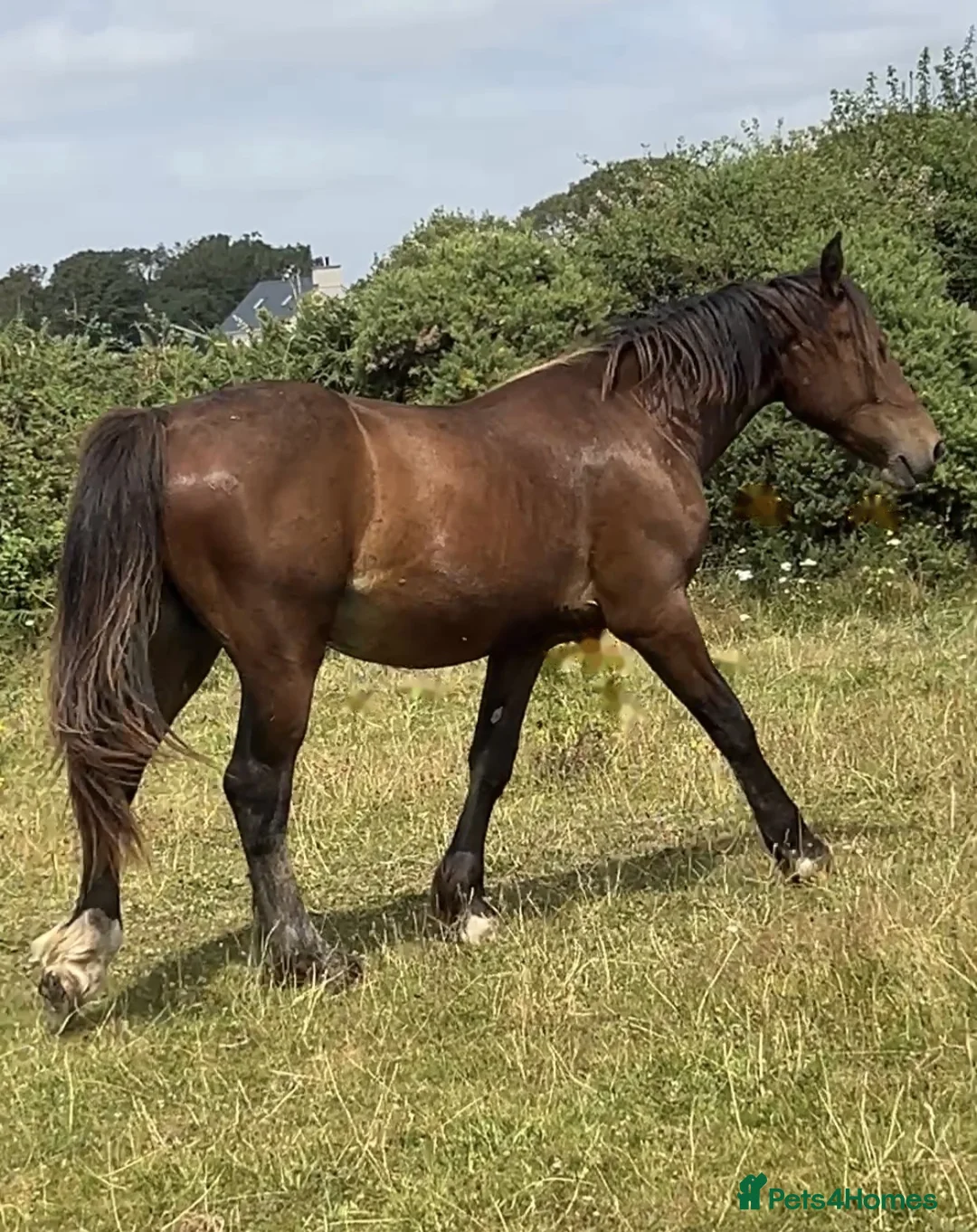 Welsh Section D horses for sale: 2yr Old Welsh Cob Gelding  - Advert 2