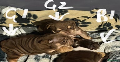 English Bulldog dogs - Advert 6