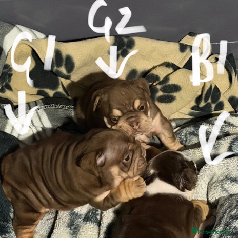 English Bulldog dogs - Advert 12