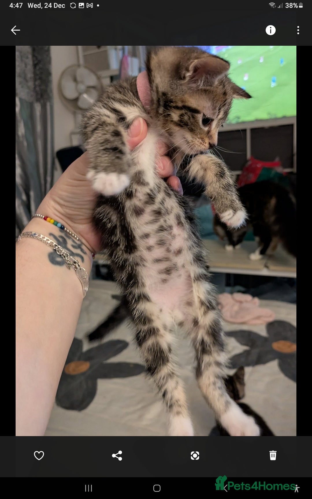 British Shorthair cats for sale: 2 female Kittens for sale - Advert 5