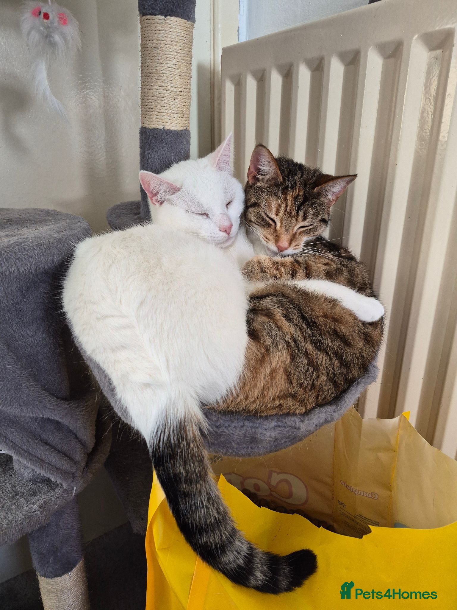 Mixed Breed cats 2 Female bonded pair  - Advert 5