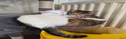 Mixed Breed cats for sale: 2 Female bonded pair  in Coventry - Advert 1