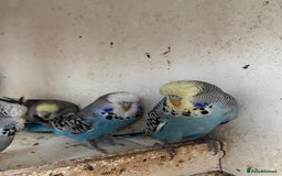 Budgerigars birds for sale: Exhibition budgie flock asap - Image 5