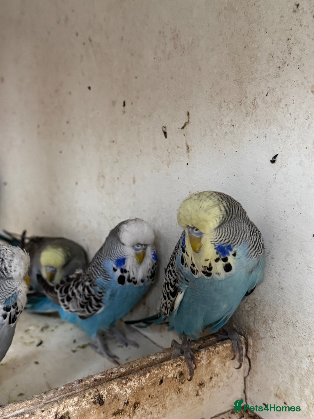 Budgerigars birds for sale: Exhibition budgie flock asap - Image 5