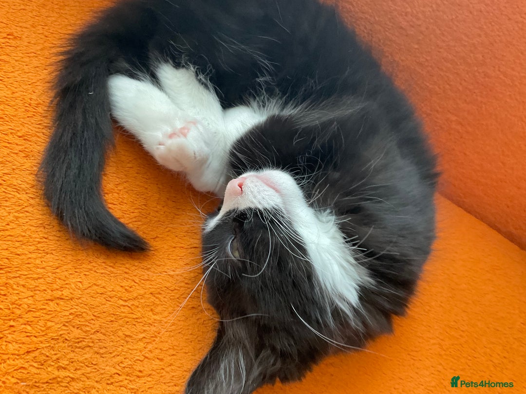 Siberian cats for sale: 🐾 Siberian X Tuxedo Boy*vaccinated health checked - Advert 6