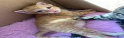 Mixed Breed cats for sale: Kittens Looking For Forever Homes  - Advert 8