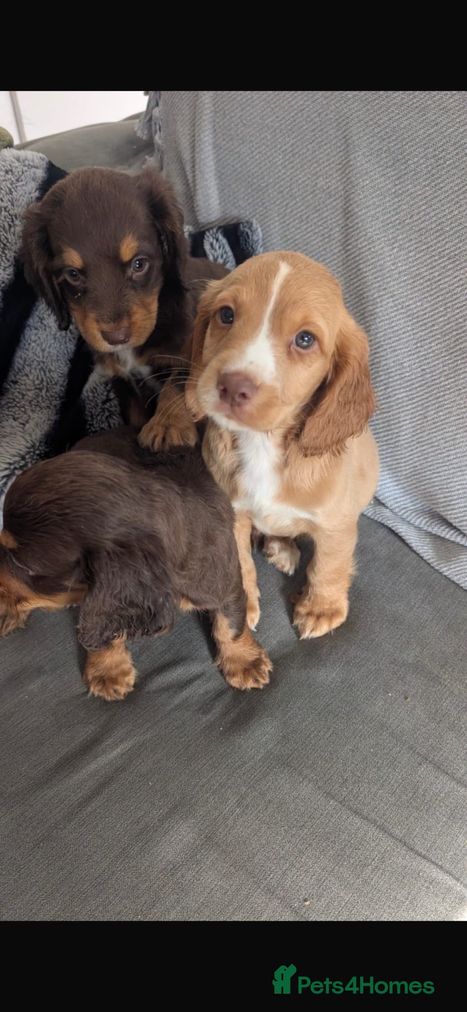 Cocker Spaniel dogs 4 Working cocker spaniel puppies 2 girl 2 boy - Advert 7