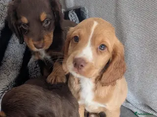 Cocker Spaniel dogs 4 Working cocker spaniel puppies 2 girl 2 boy - Advert 7