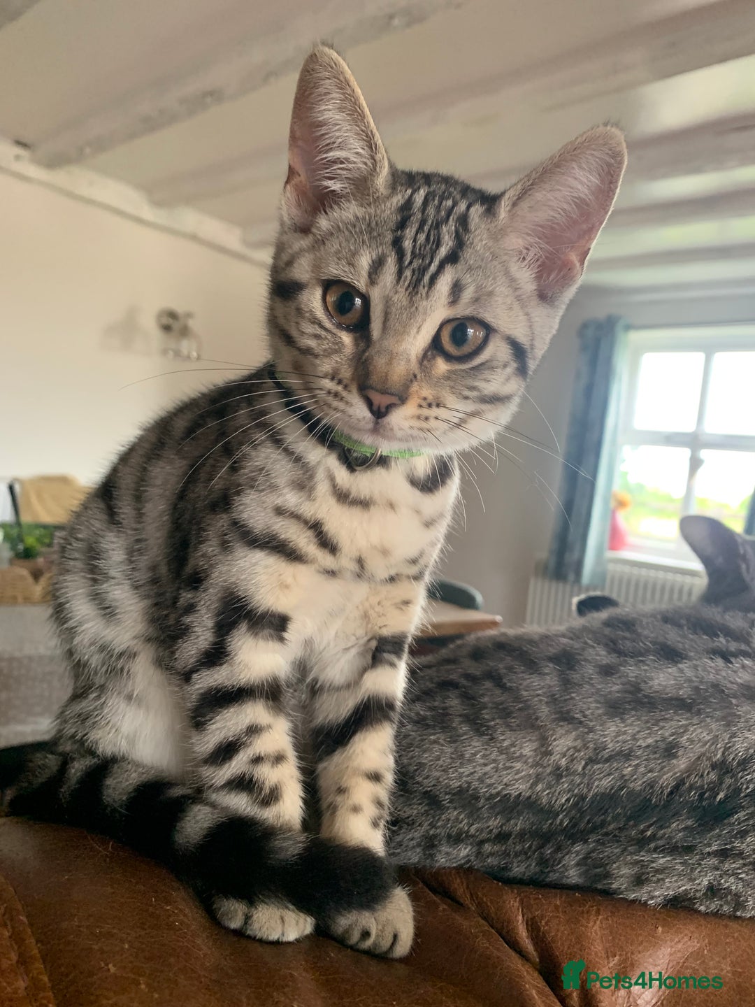 Bengal cats for sale: Bengal Kitten green collar - Bengal x Smokey Grey BSH Kittens - Image 3